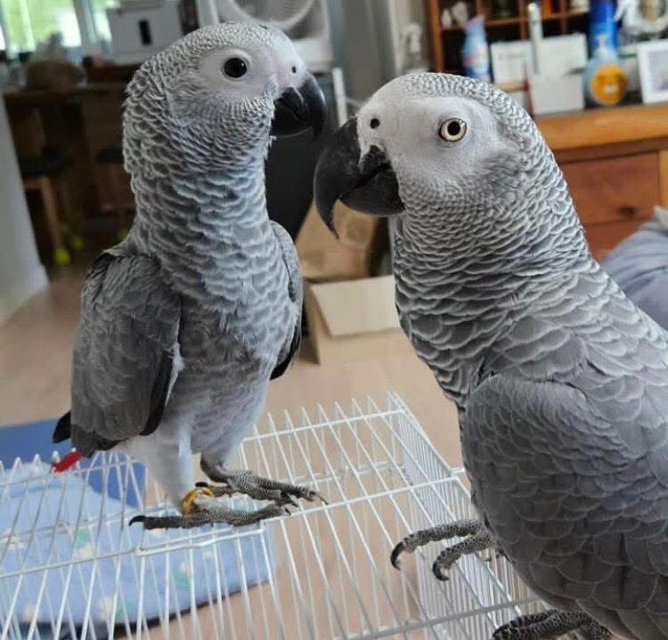 african-grey-parrots-for-sale-in-california-big-2