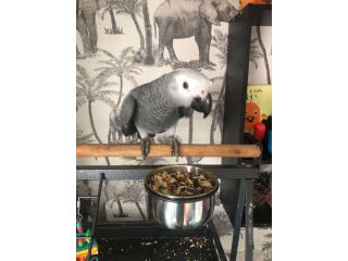 african-grey-parrots-for-sale-in-california-small-1