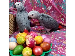 african-grey-parrots-for-sale-in-california-small-0