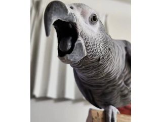 african-grey-parrots-for-sale-in-california-small-4