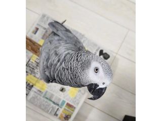 african-grey-parrots-for-sale-in-california-small-3