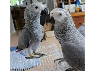 african-grey-parrots-for-sale-in-california-small-2