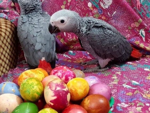 african-grey-parrots-for-sale-in-california