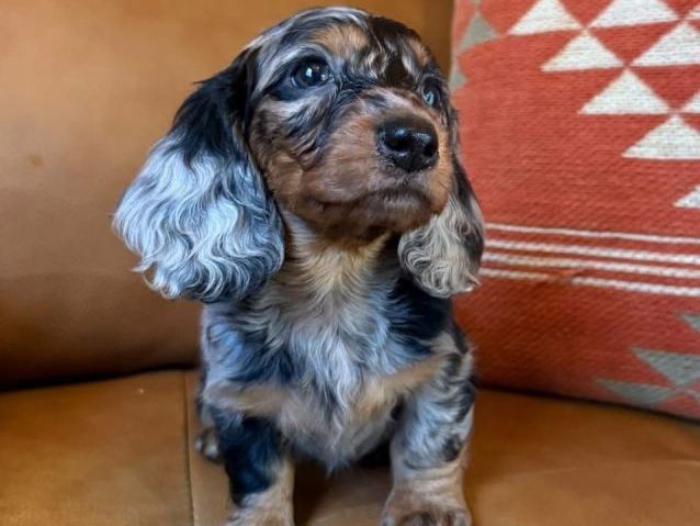 beautiful-dachshund-puppies-for-sale