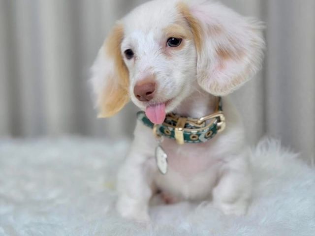 beautiful-dachshund-pups-ready-to-go