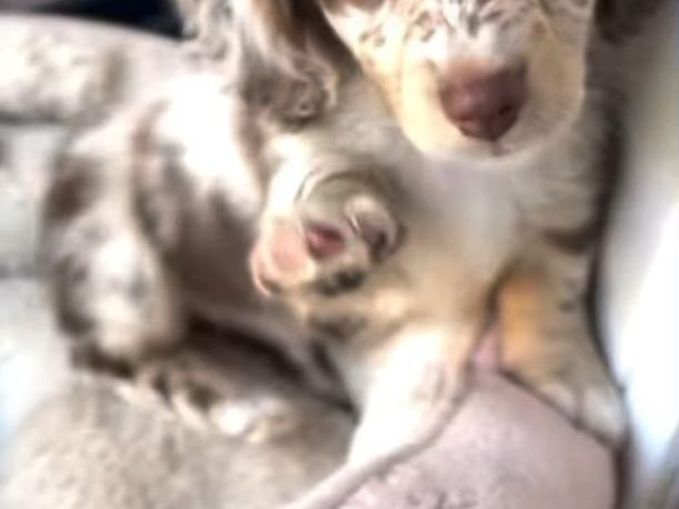 male-and-female-dachshunds-and-ready-get-the-best-of-homes