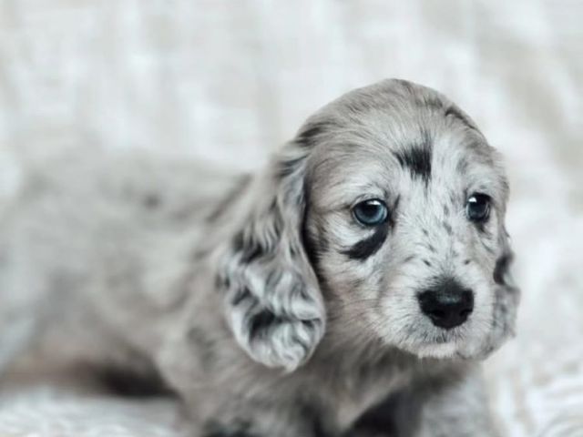 rare-colors-dachshund-puppies-for-sale