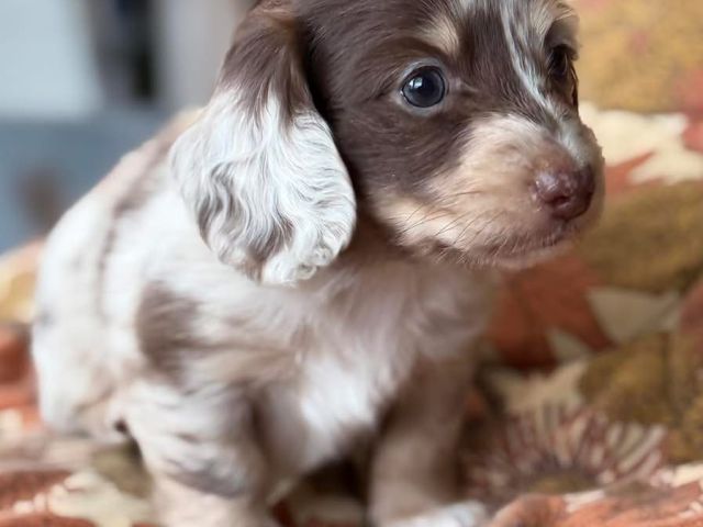 beautiful-dachshunds-with-championbloodline