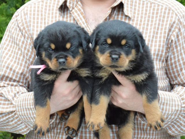 german-rottweiler-puppies-for-sale