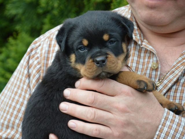german-rottweiler-in-america-on-sale