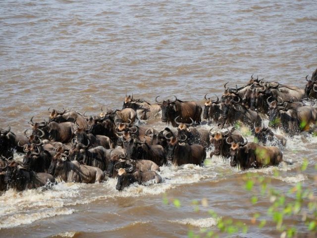 kenya-safari-tour-uk-complete-guide-for-a-smooth-trip