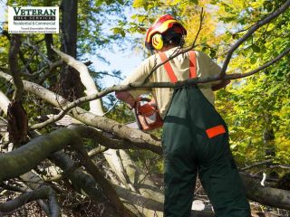 tree-trimming-howard-county-small-0