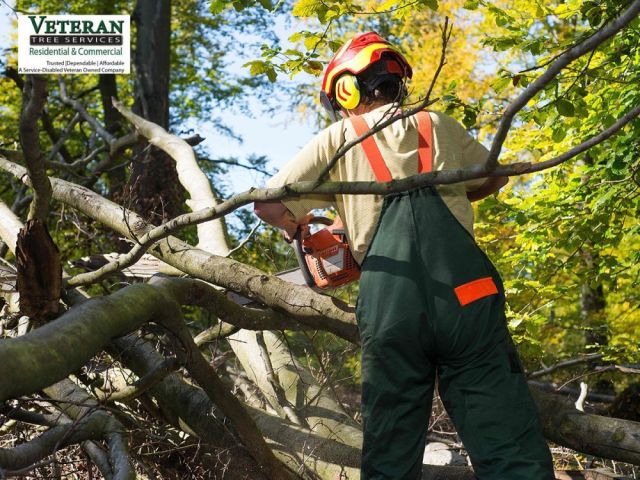 tree-trimming-howard-county