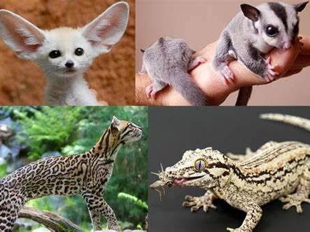 safe-exotic-animal-transport-services-airborne-animals