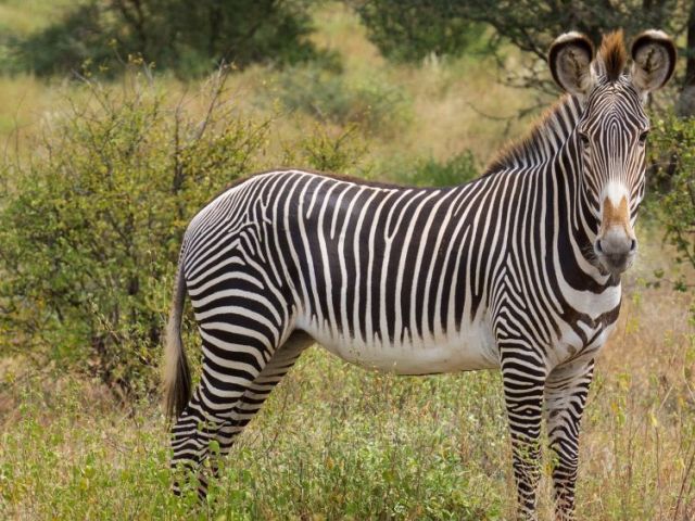 know-the-complete-kenya-evisa-application-procedure