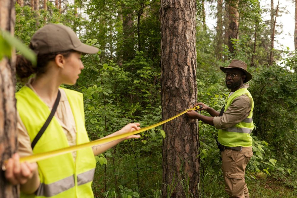 key-practices-in-vermont-timber-management-services-big-0