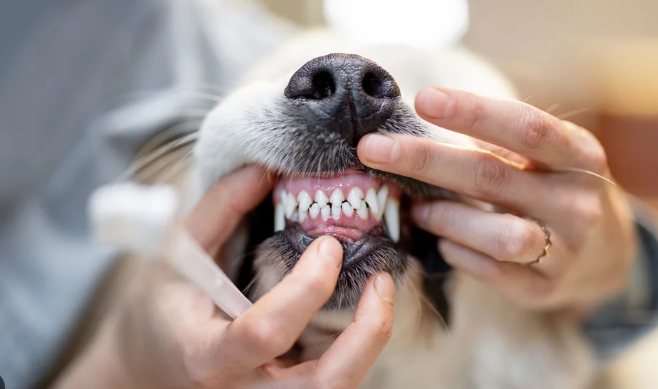 professional-veterinary-dental-care-for-healthy-pet-teeth-big-0