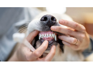 professional-veterinary-dental-care-for-healthy-pet-teeth-small-0