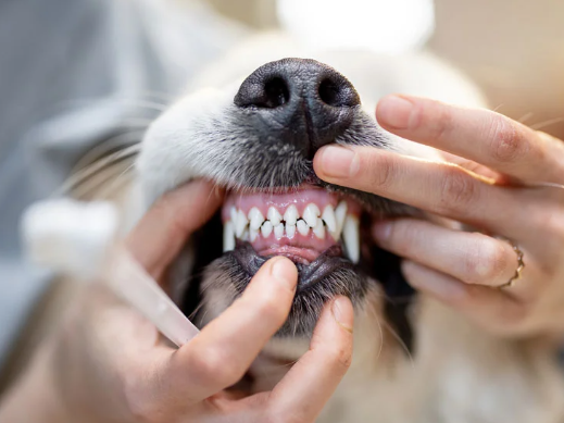 professional-veterinary-dental-care-for-healthy-pet-teeth