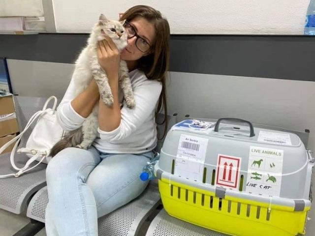 healthy-siberian-kittens-for-sale