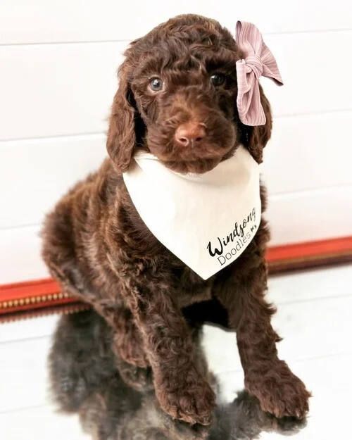teacup-goldendoodle-breeders-big-0
