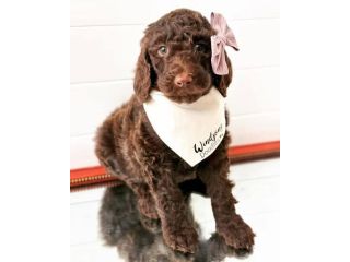 teacup-goldendoodle-breeders-small-0