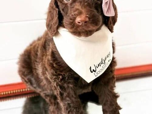 teacup-goldendoodle-breeders