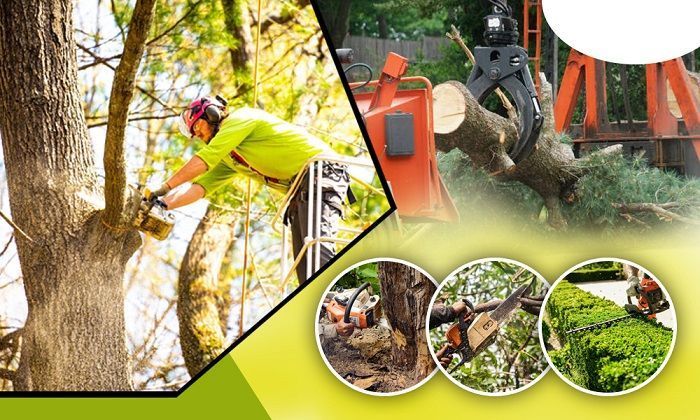 safe-tree-removal-services-egg-harbour-harrisbrothers-big-0