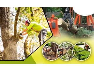 safe-tree-removal-services-egg-harbour-harrisbrothers-small-0