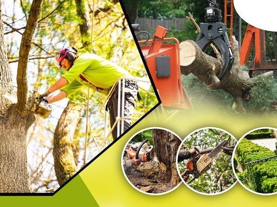 safe-tree-removal-services-egg-harbour-harrisbrothers