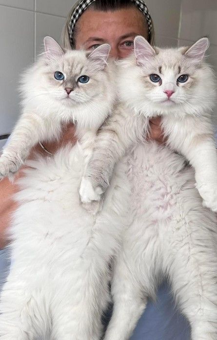 perfect-siberian-kittens-for-sale-big-0