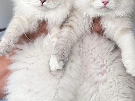 perfect-siberian-kittens-for-sale