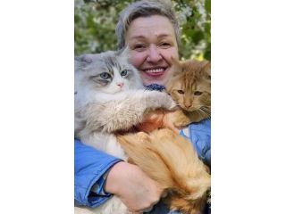 buy-siberian-cats-online-small-0