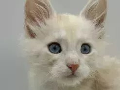 maine-coon-kittens-for-sale-near-wisconsin