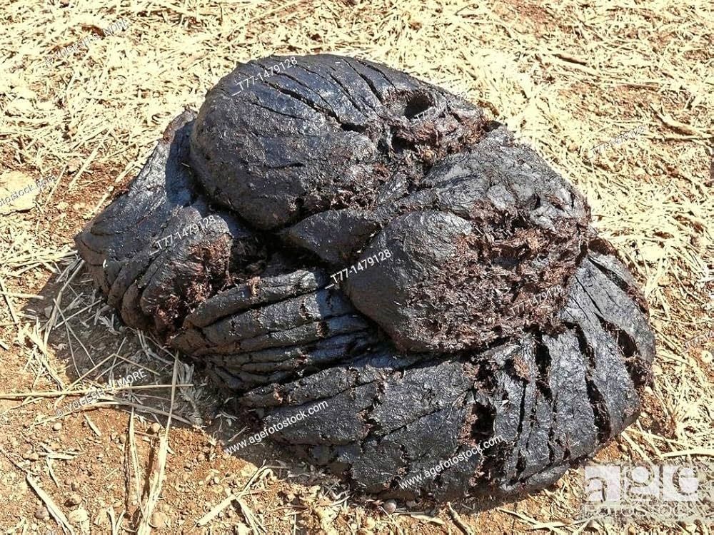 cow-dung-cakes-big-0
