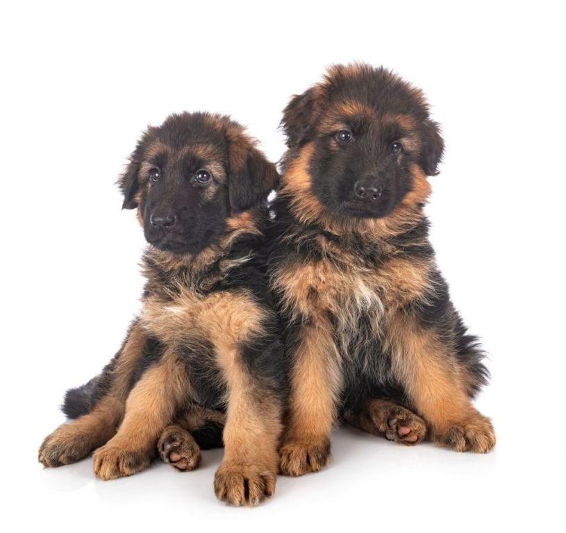 long-haired-german-shepherd-mix-puppies-smithfarms-german-big-0