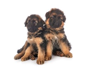 long-haired-german-shepherd-mix-puppies-smithfarms-german-small-0