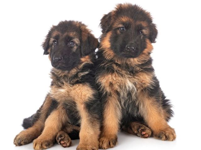 long-haired-german-shepherd-mix-puppies-smithfarms-german