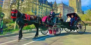 horse-carriage-ride-in-nyc-big-0