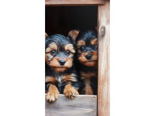 buy-german-shepherd-puppy-in-badger-smithfarms-german-small-0