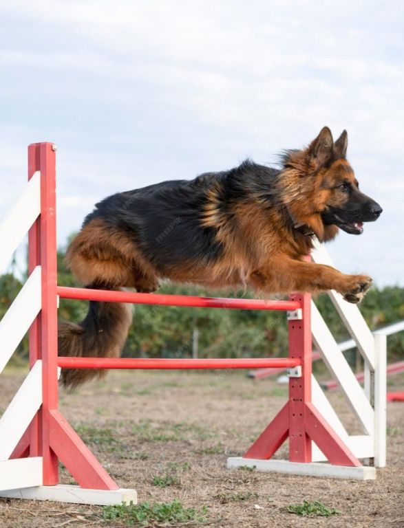 purebred-alsatians-for-sale-smithfarms-german-shepherds-big-0