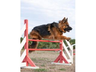 purebred-alsatians-for-sale-smithfarms-german-shepherds-small-0