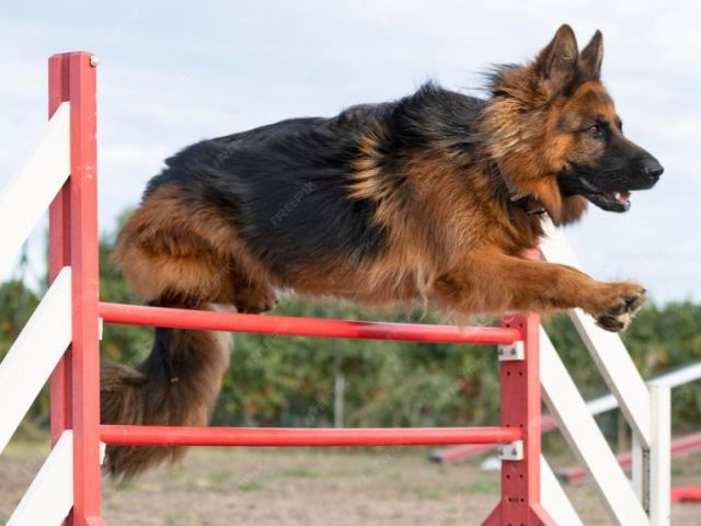 purebred-alsatians-for-sale-smithfarms-german-shepherds