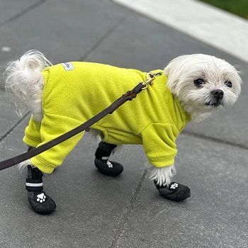 best-dog-fleece-big-0