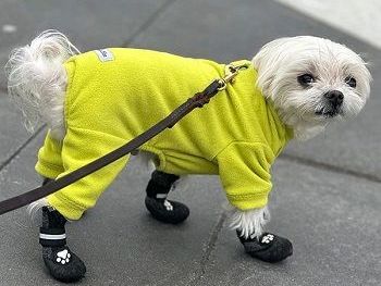 best-dog-fleece