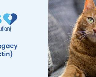 revolution-plus-for-cats-up-to-60-off-free-shipping