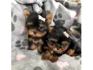 loving-tea-cup-yorkie-puppies-small-0