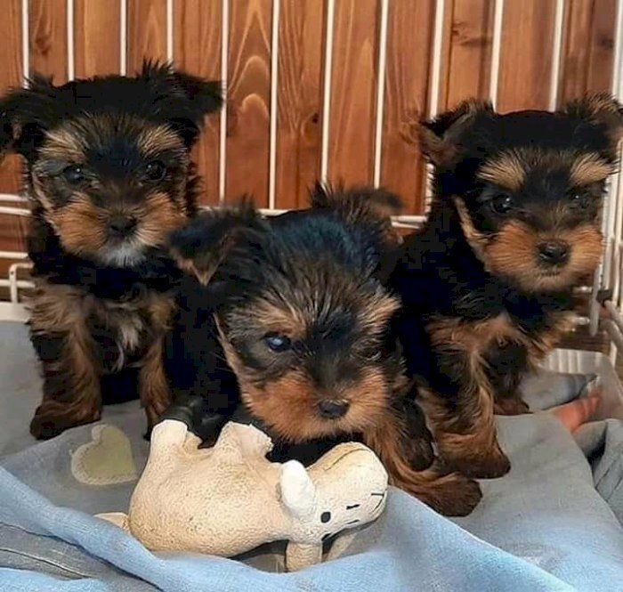 cute-small-male-yorkie-for-sale-big-0
