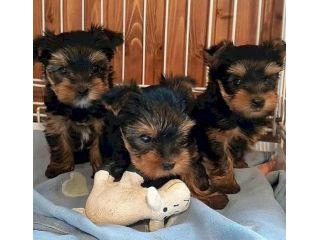cute-small-male-yorkie-for-sale-small-0