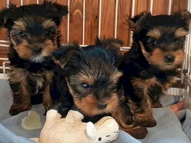 cute-small-male-yorkie-for-sale